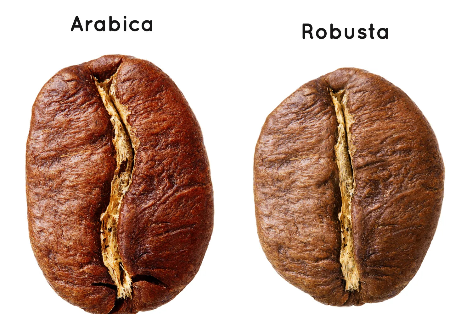 Arabica vs Robusta: Which Is Better?