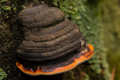 Can You Take Chaga and Lion's Mane Together?