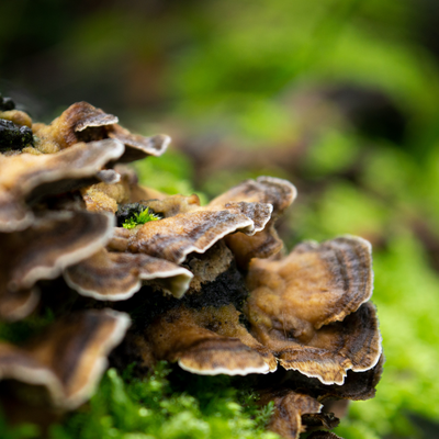 What Are Functional Mushrooms? Your Ultimate Guide to the Top Five Superhero Fungi