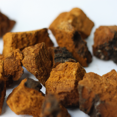 Let’s Get Wild: Unearthing the Truth about Chaga