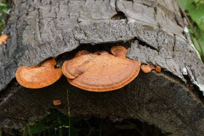 6 Best Mushrooms for Hormone Balance