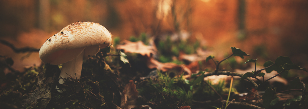 Close up of mushroom on grass, on the forest floor.