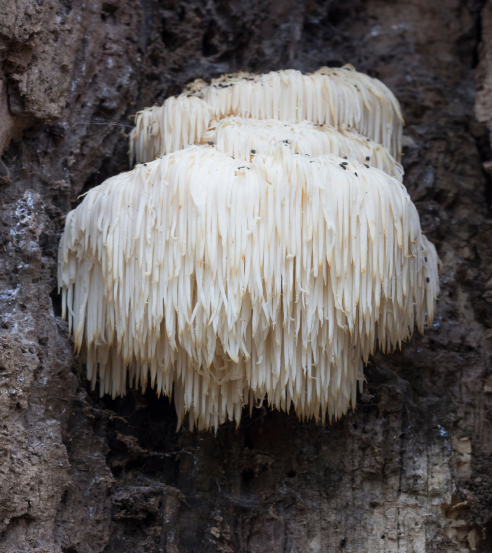 Lions Mane