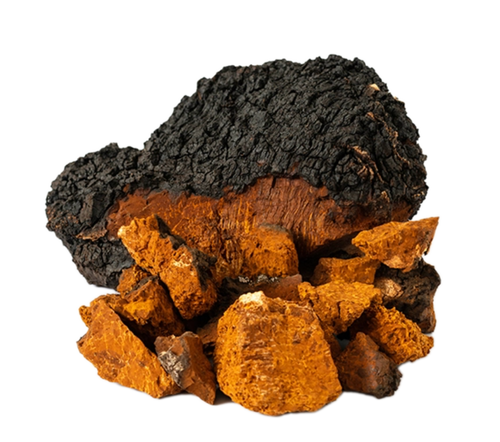 Image of Chaga Mushroom