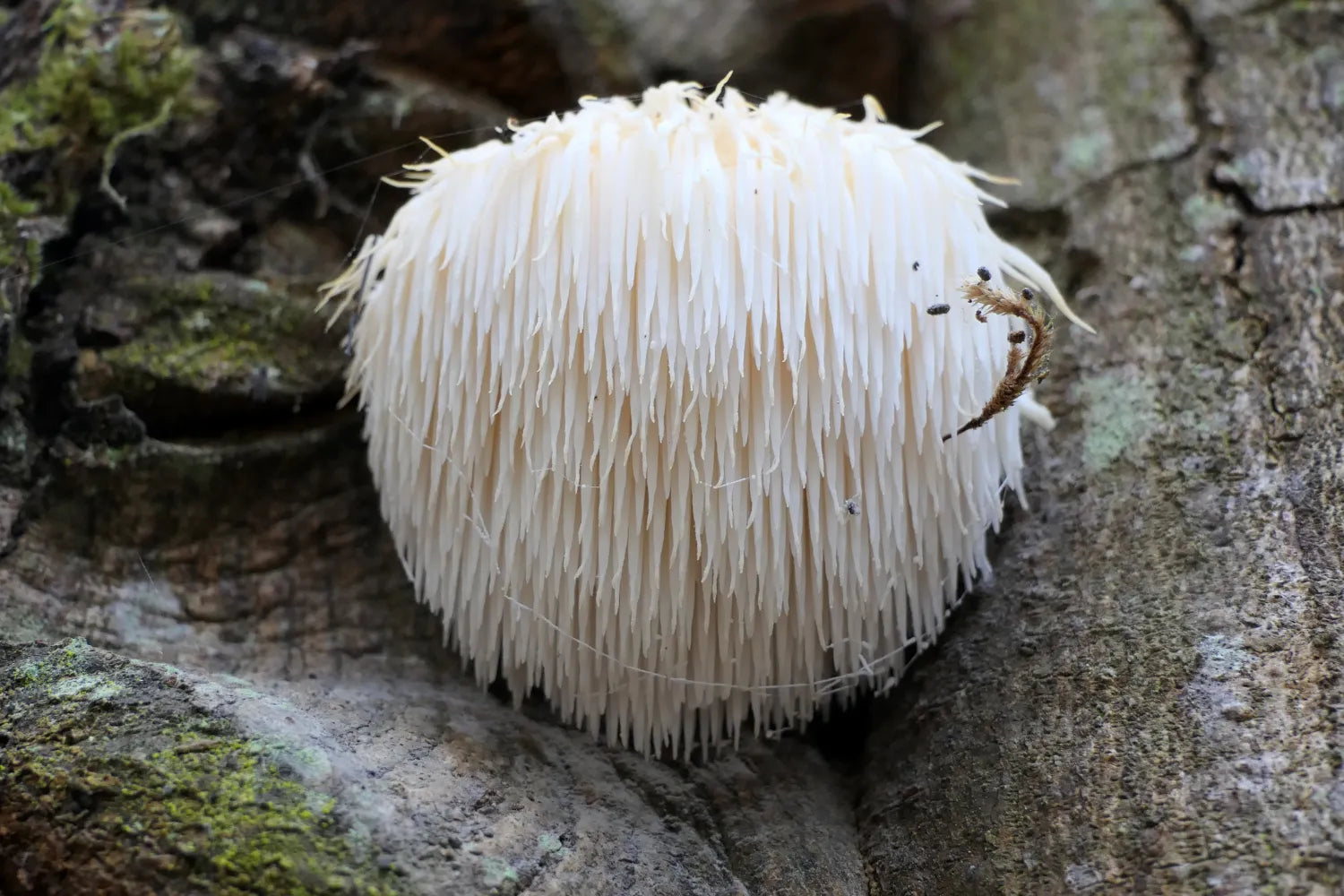 Lion’s mane mushroom close-up growing on mossy tree bark