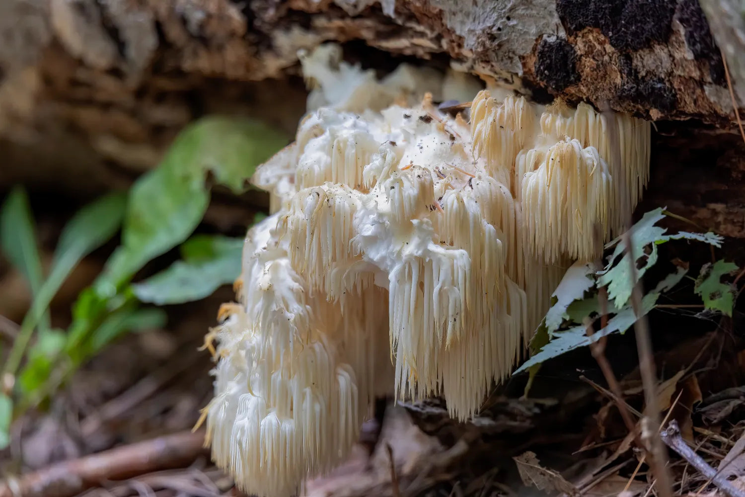Close-up of lion’s mane mushroom cluster showing long white dangling spines on a decaying log with leaf litter background