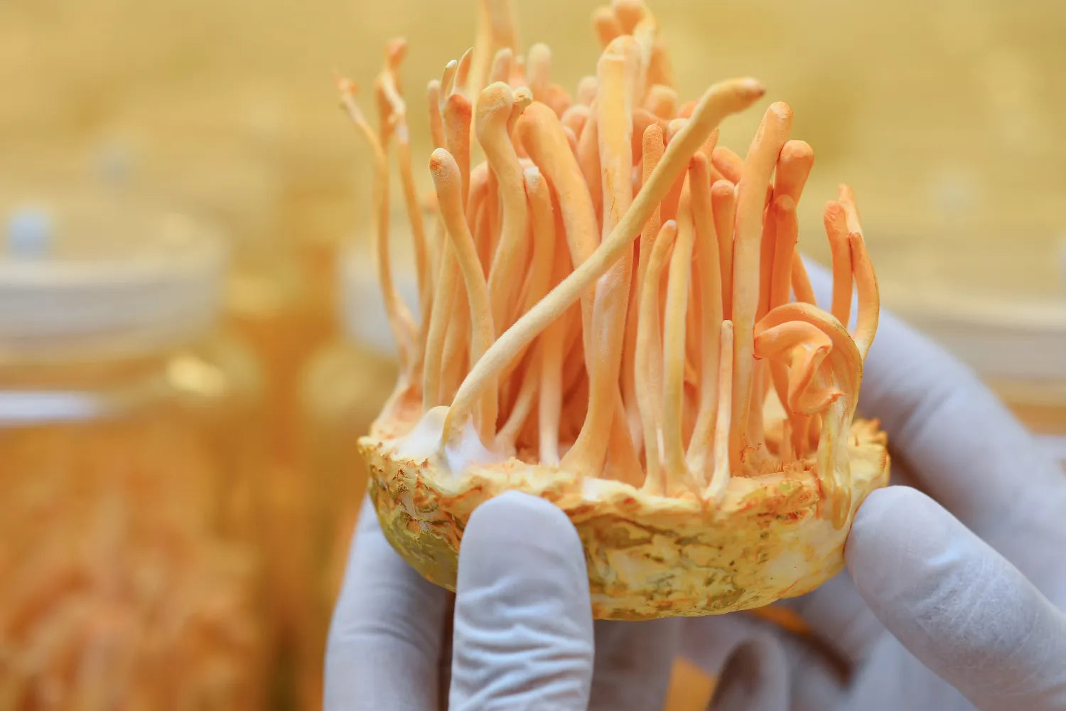 Close-up of cordyceps mushroom cluster showing orange, finger-like fruiting bodies held in gloved hands against a blurred yellow background