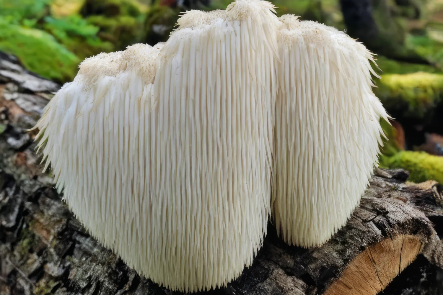Close-up of a white lion’s mane mushroom with long cascading spines on a moss-covered fallen log