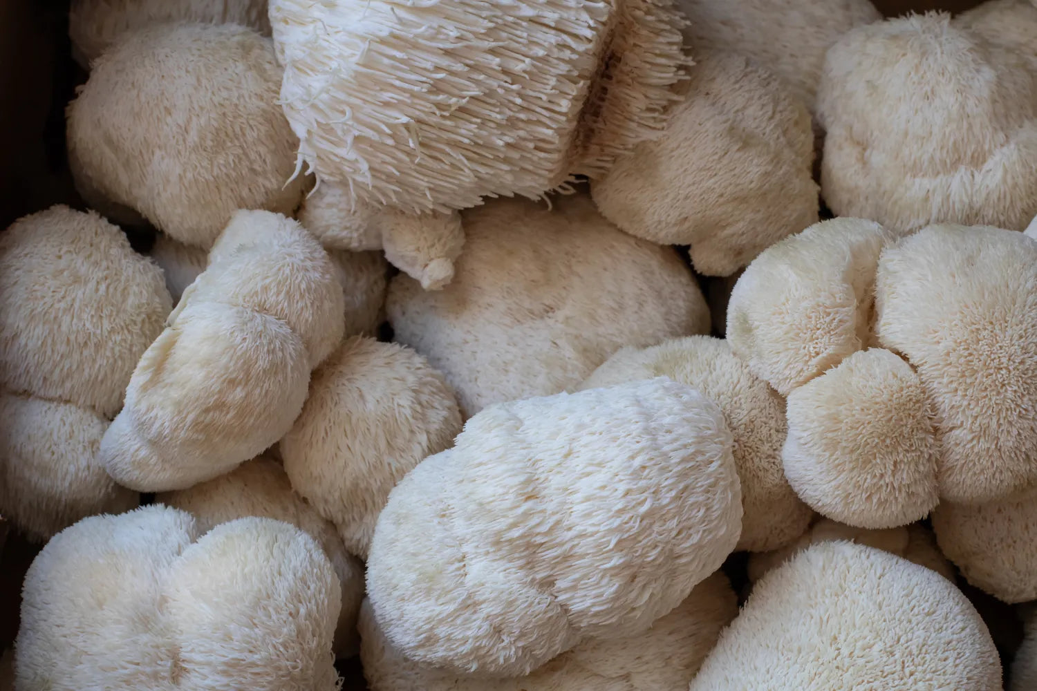 Close-up of lion’s mane mushrooms showcasing their shaggy white spines filling the frame
