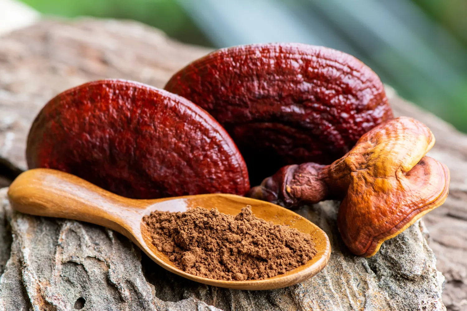 Close-up of reishi mushrooms and ground reishi in a spoon on bark, overlay text Reishi vs. Chaga: What the Science Says