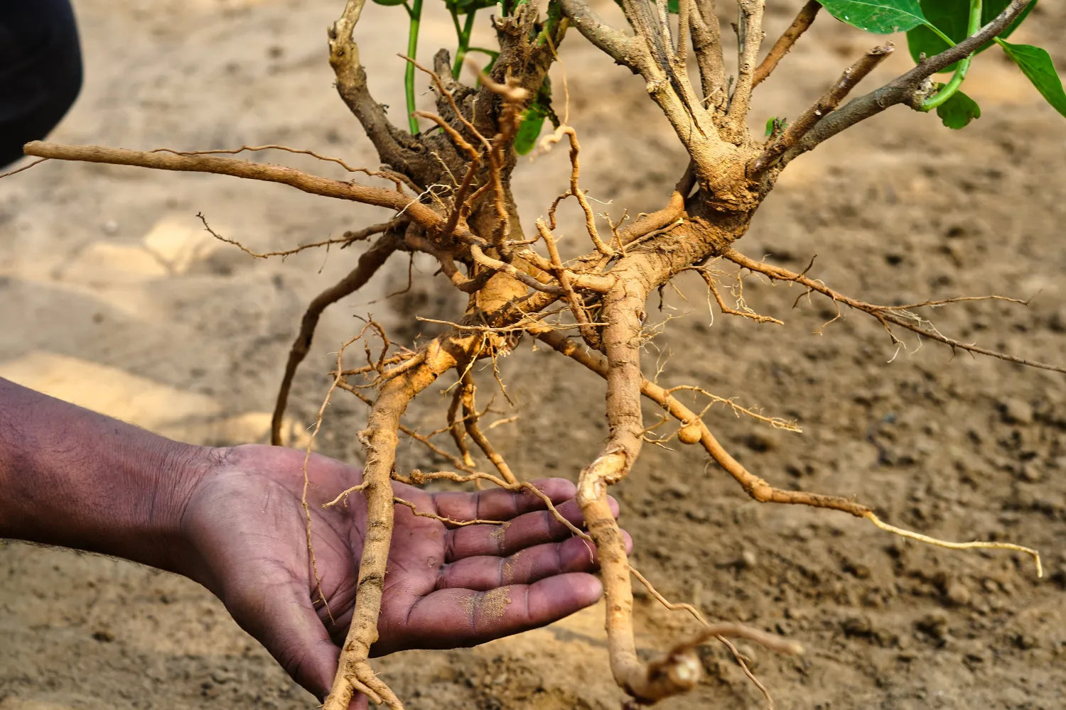 A person’s hand holding freshly dug ashwagandha roots over dry, sandy soil