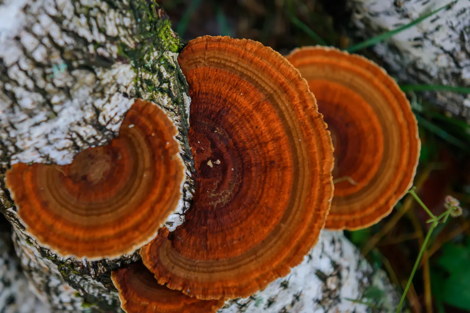 Chaga mushroom bracket growing on a birch trunk, showing concentric orange-brown rings against white bark