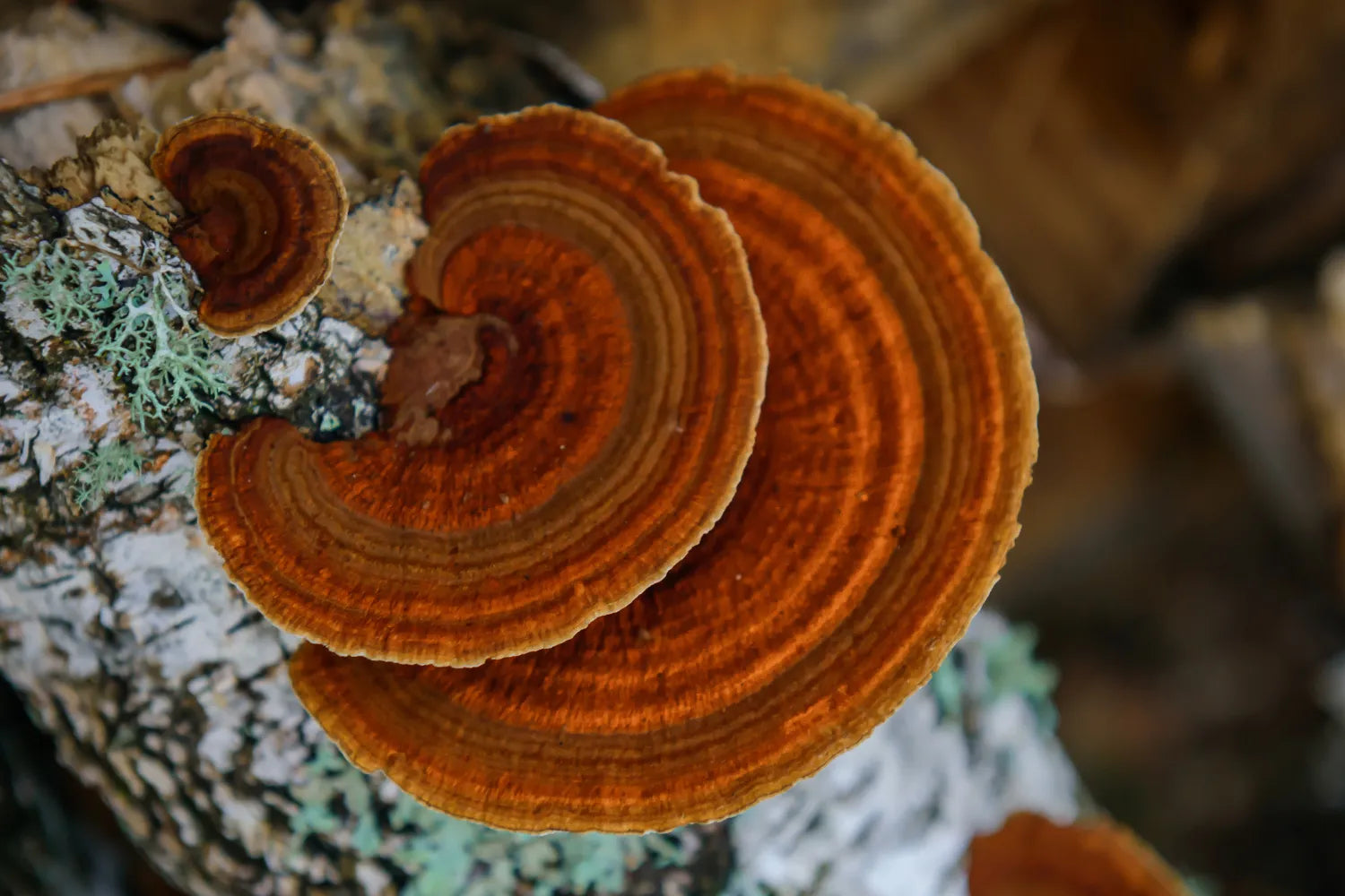 Close-up of orange-brown bracket fungi growing on lichen-covered birch bark