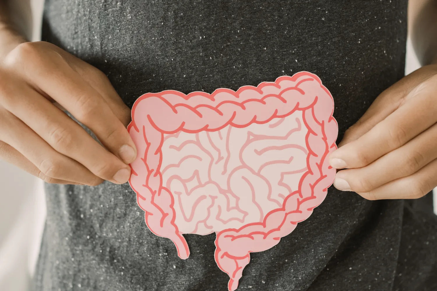 Hands holding a pink paper illustration of the small and large intestines over a person’s abdomen