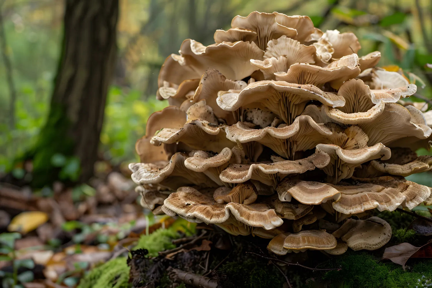 Cluster of maitake (hen of the woods) mushrooms growing on a mossy log in a blurred forest background