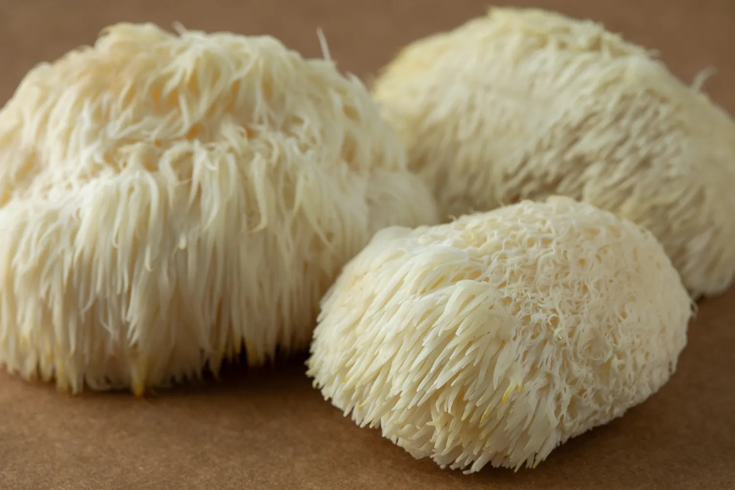 Close-up of three lion’s mane mushrooms showing their shaggy white spines and texture on a brown background