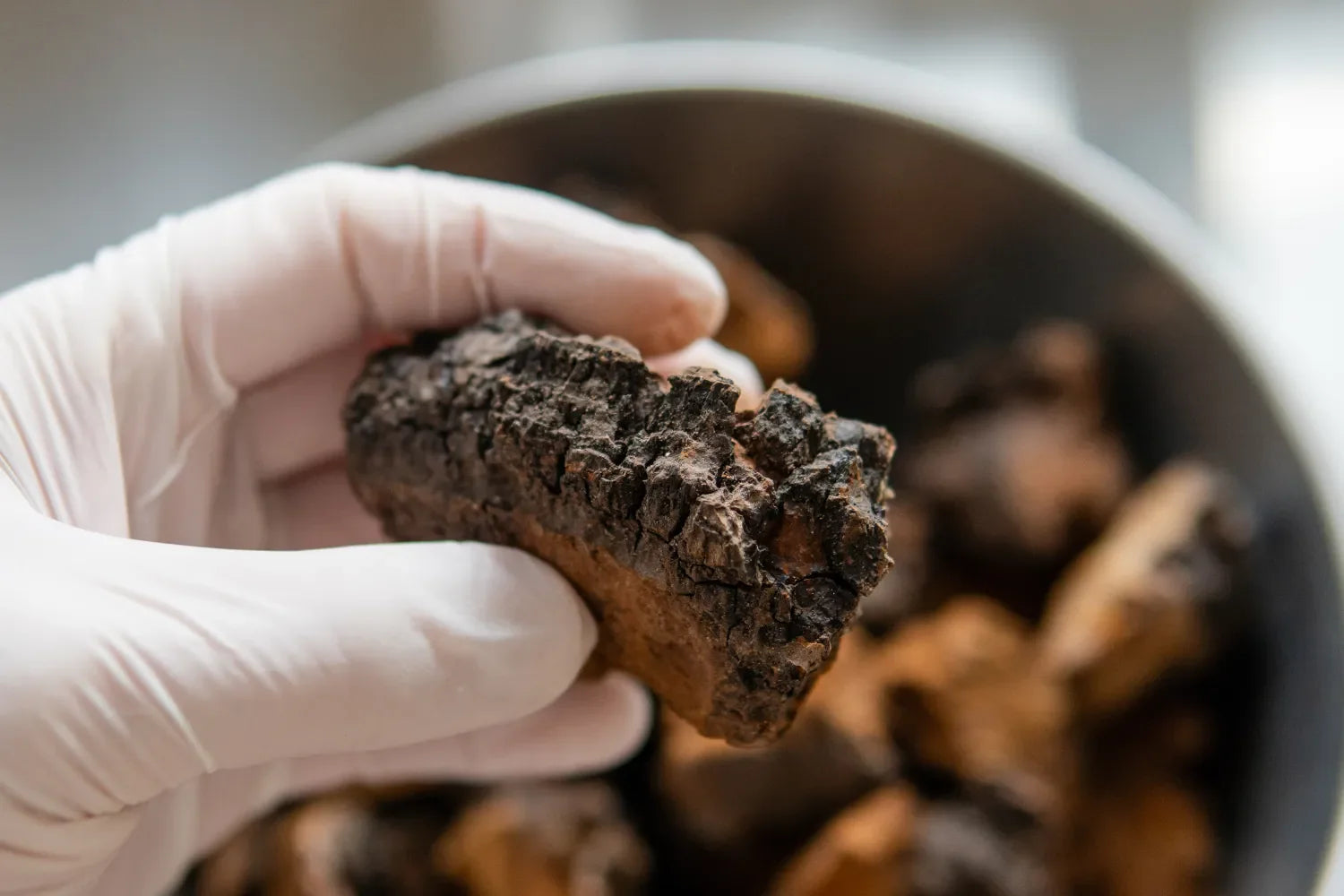 Close-up of a gloved hand holding a chunk of dried chaga mushroom showing cracked dark exterior and brown inner flesh over a blurred bowl of chaga pieces