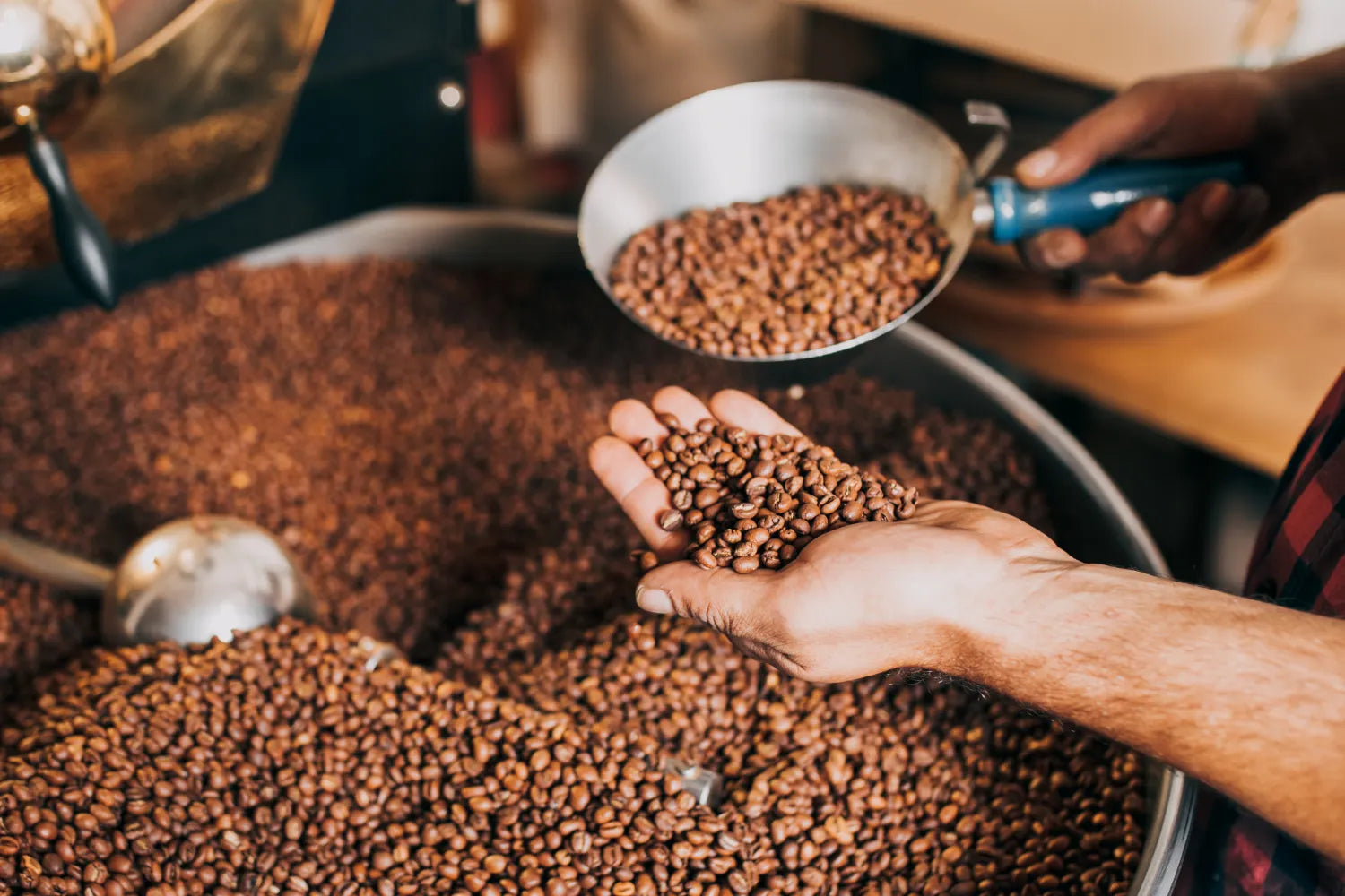 Worker inspecting roasted coffee beans by hand over a large metal roaster