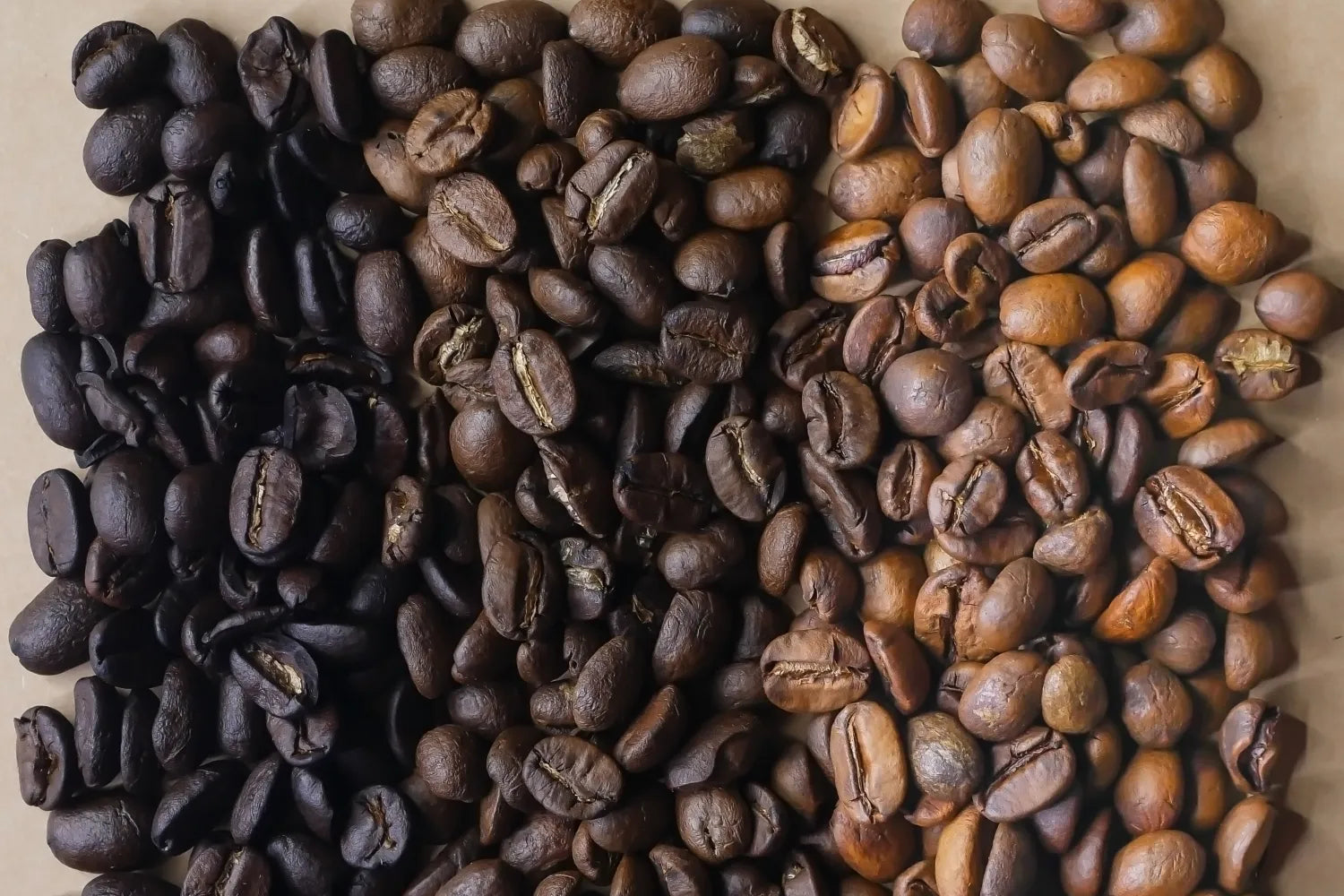 Top-down view of coffee beans arranged from dark to light roast, showing color and roast differences on a neutral background