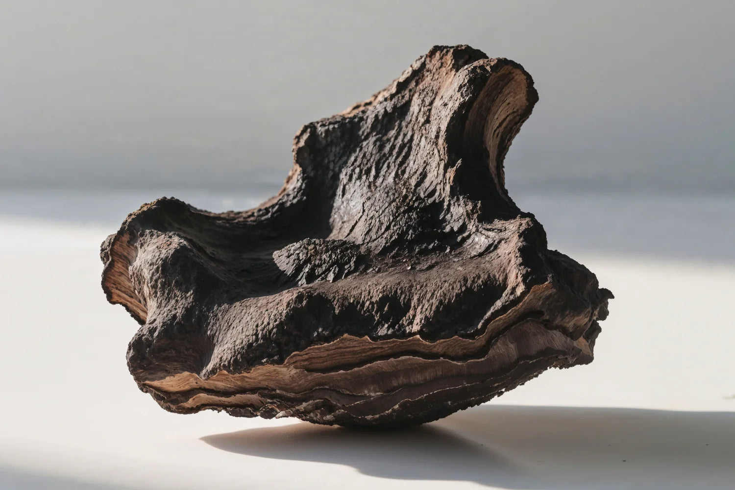 Side view of a piece of chaga mushroom showing cracked black exterior and layered brown inner flesh on a light neutral background