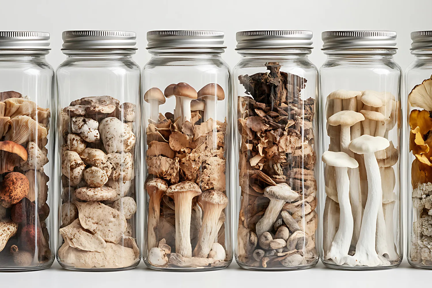 Row of glass jars on a white surface holding different adaptogenic mushrooms, fresh and dried varieties