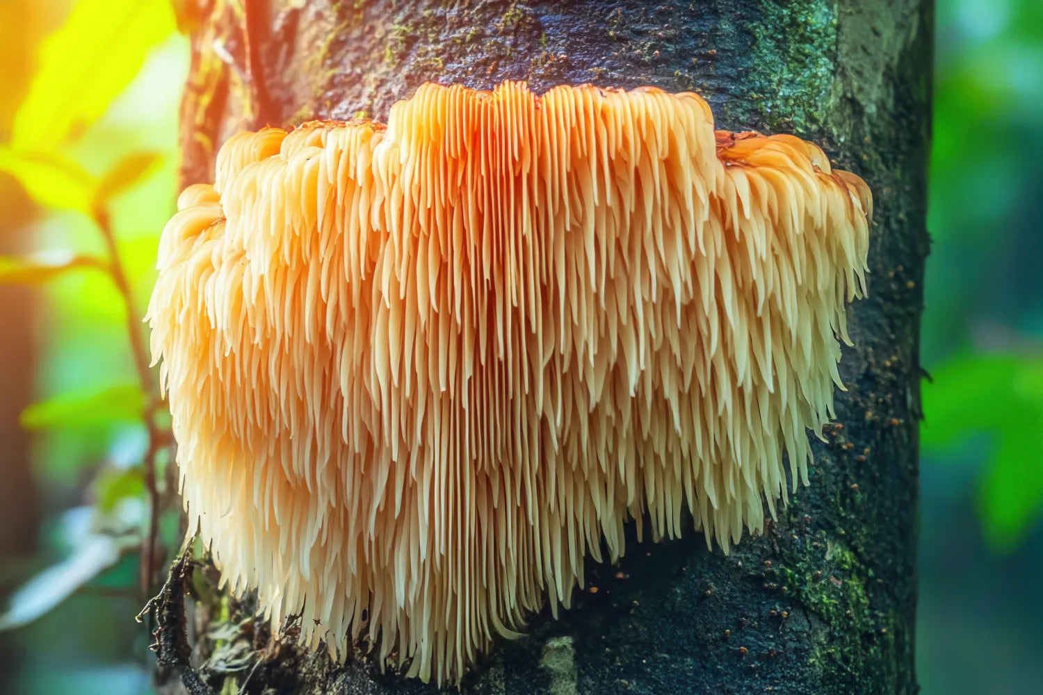 Close-up of a lion’s mane mushroom showing dense cream-colored cascading spines on a mossy tree trunk in a sunlit forest