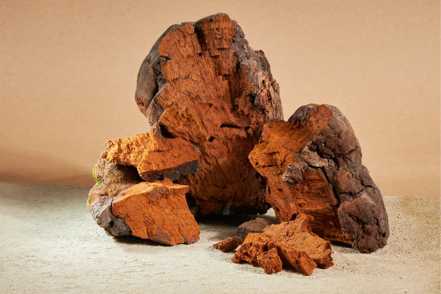 Chaga Anti-Cancer Benefits: What the Science Says