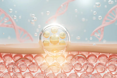 Collagen for Skin: Top 7 Benefits