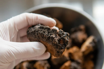 Does Chaga Have Caffeine? 5 Chaga Facts
