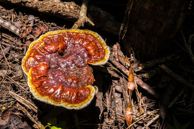 Lion's Mane vs Reishi: Which To Choose Based on Your Needs