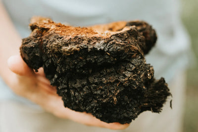 What Is Chaga? Your Essential Guide to Its Health Benefits