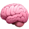 Detailed 3D illustration of a human brain showing the folds and structure in pink tones against a white background