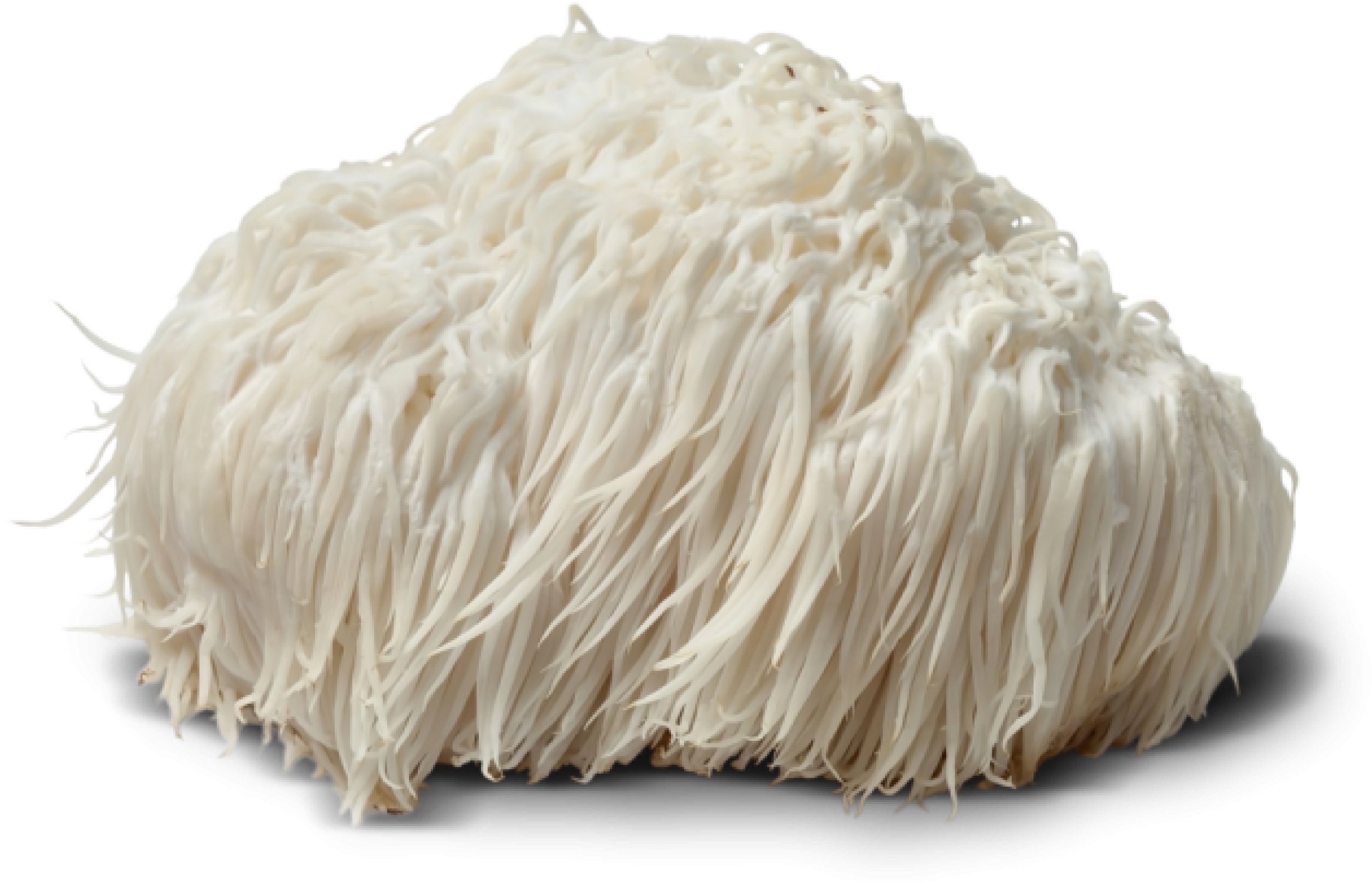 Image of Lion's Mane Mushroom