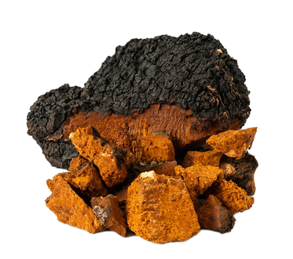 Image of Chaga Mushroom