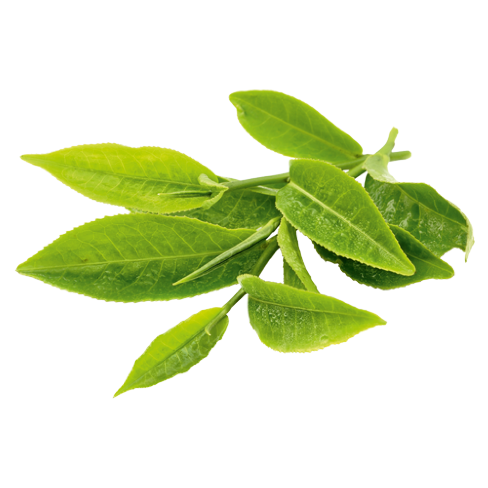 Image of tea leaves